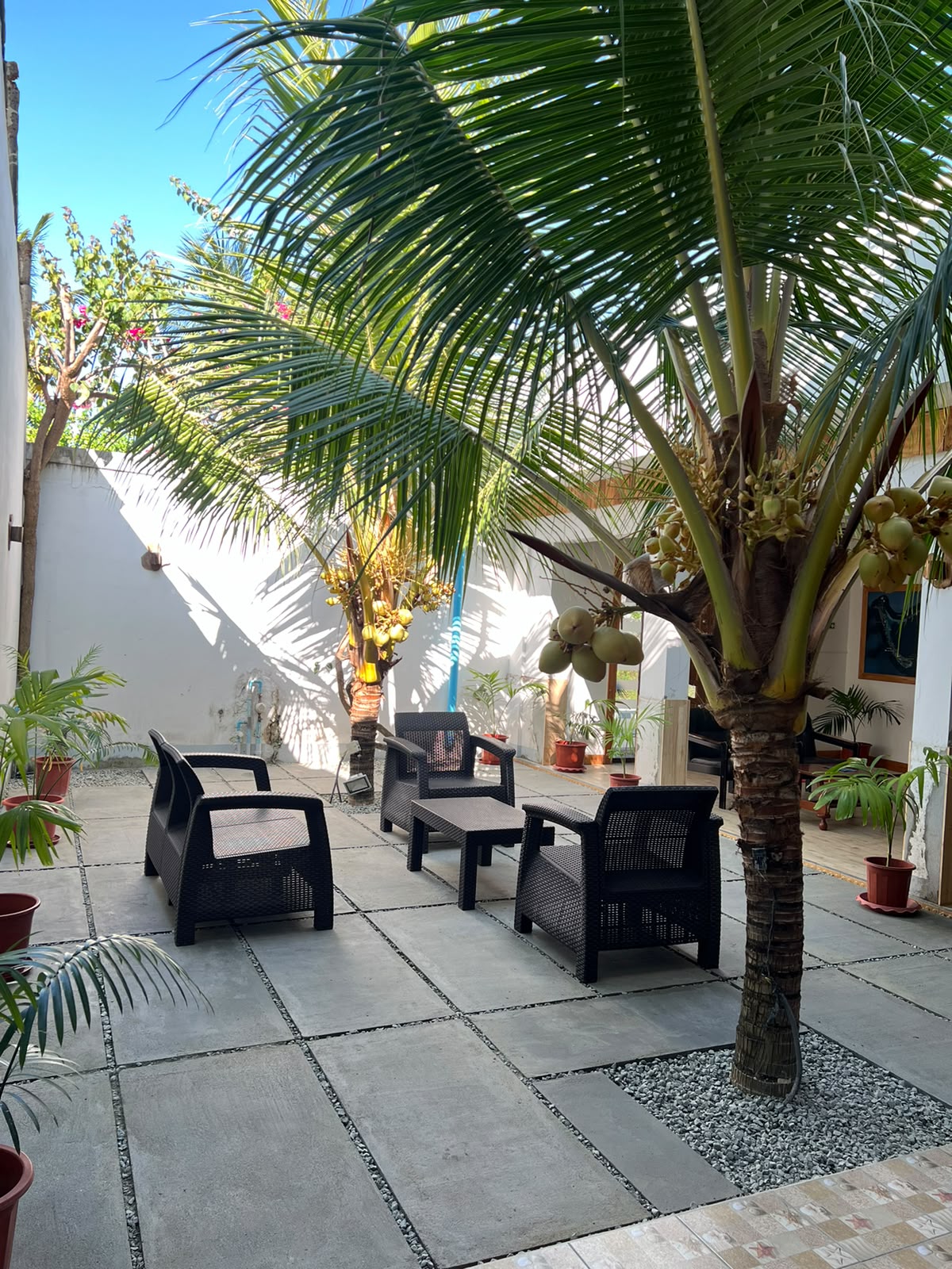 Tropical garden patio with coconut palms